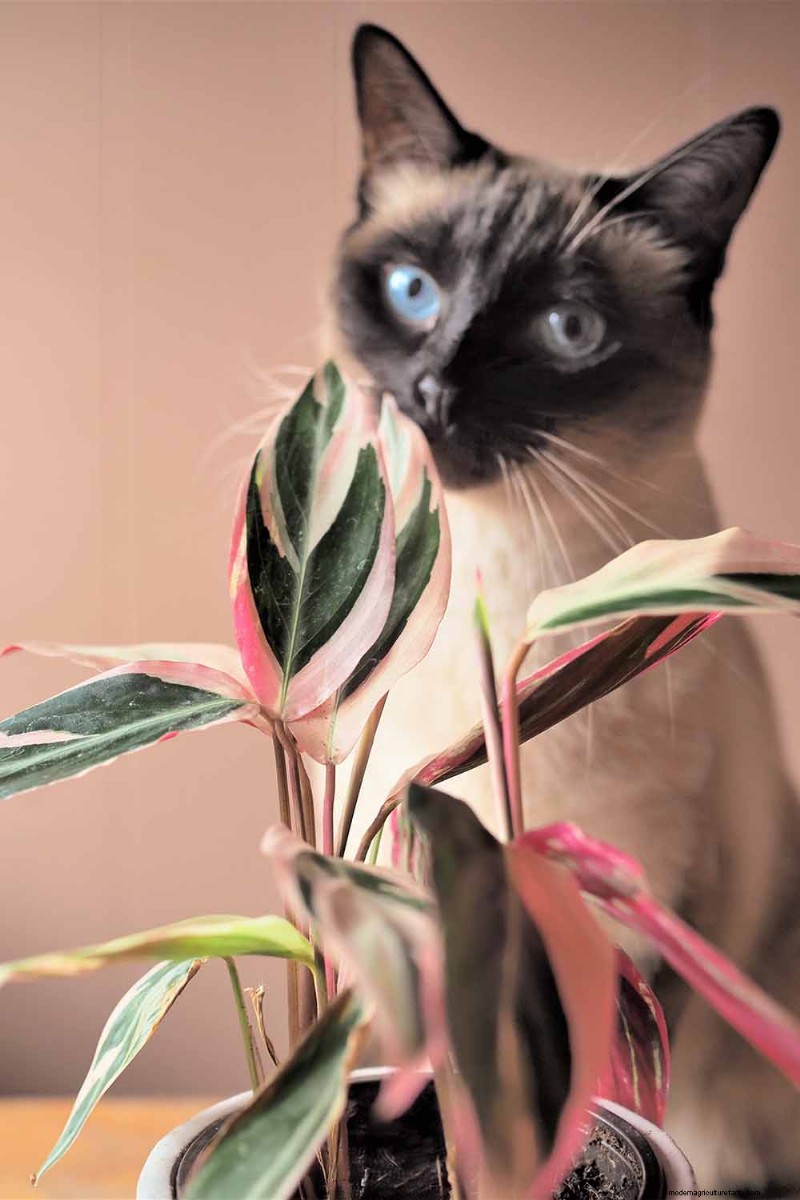 Stromanthe Triostar Care: A Comprehensive Guide to Growing Prayer Plants