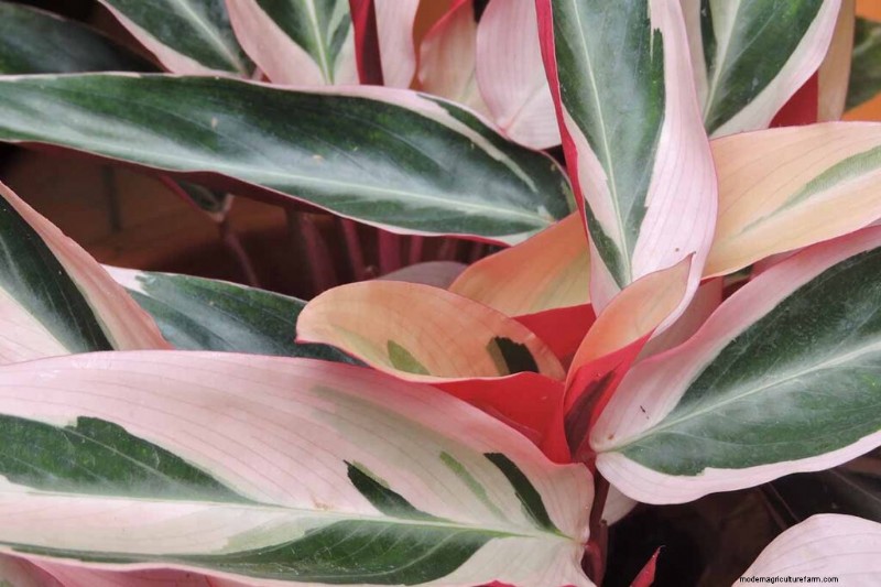 Stromanthe Triostar Care: A Comprehensive Guide to Growing Prayer Plants