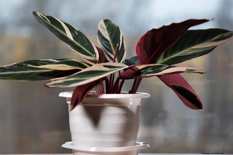 Stromanthe Triostar Care: A Comprehensive Guide to Growing Prayer Plants