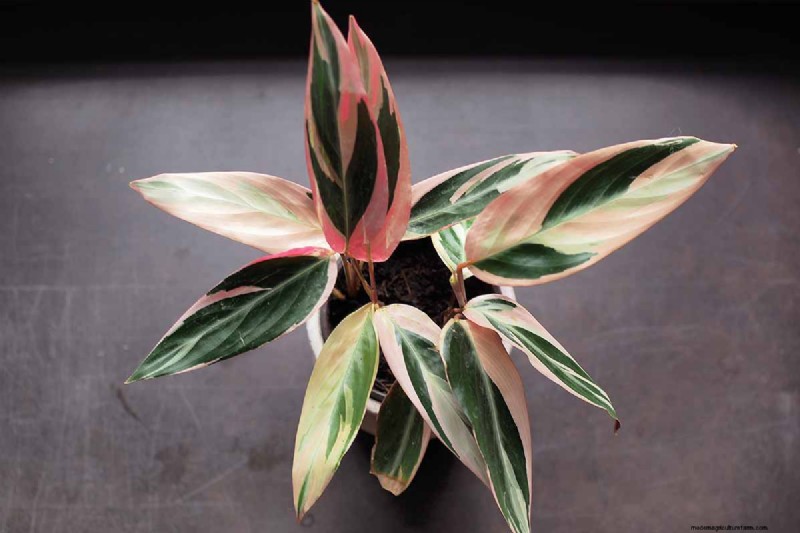 Stromanthe Triostar Care: A Comprehensive Guide to Growing Prayer Plants