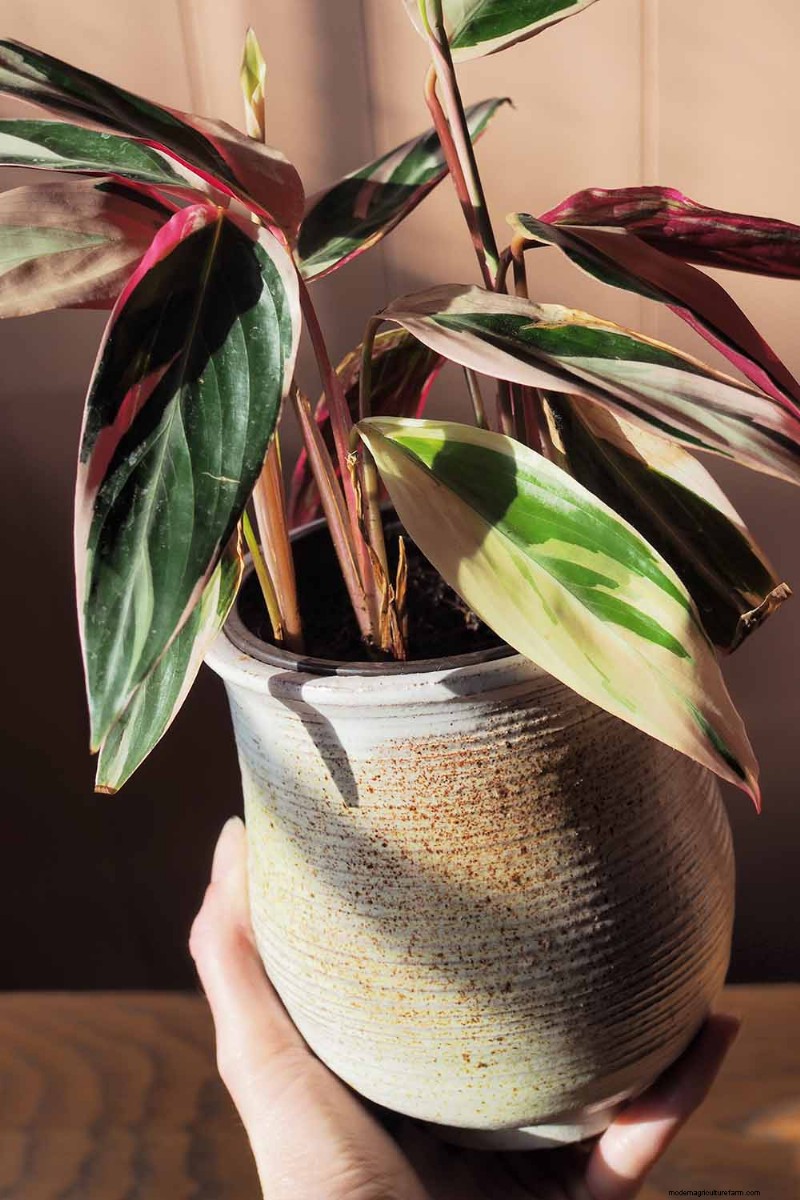 Stromanthe Triostar Care: A Comprehensive Guide to Growing Prayer Plants