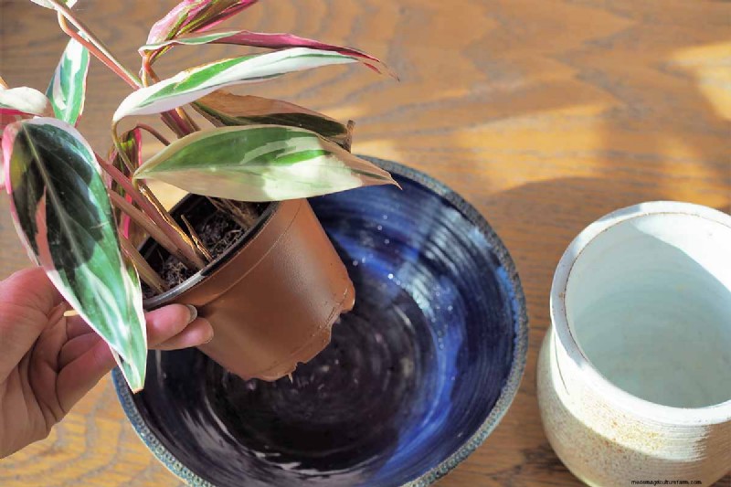 Stromanthe Triostar Care: A Comprehensive Guide to Growing Prayer Plants