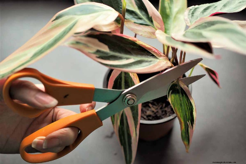 Stromanthe Triostar Care: A Comprehensive Guide to Growing Prayer Plants