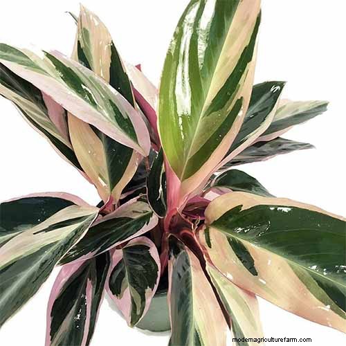 Stromanthe Triostar Care: A Comprehensive Guide to Growing Prayer Plants