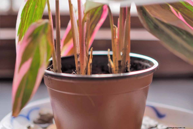 Stromanthe Triostar Care: A Comprehensive Guide to Growing Prayer Plants