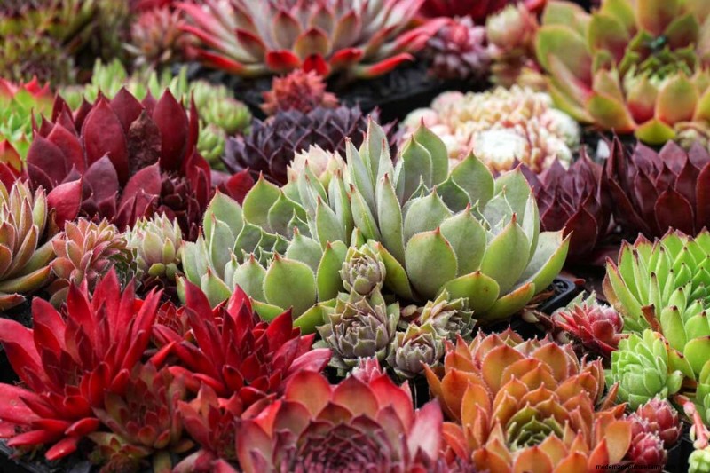 Sempervivum Care: A Beginner s Guide to Growing Hens and Chicks