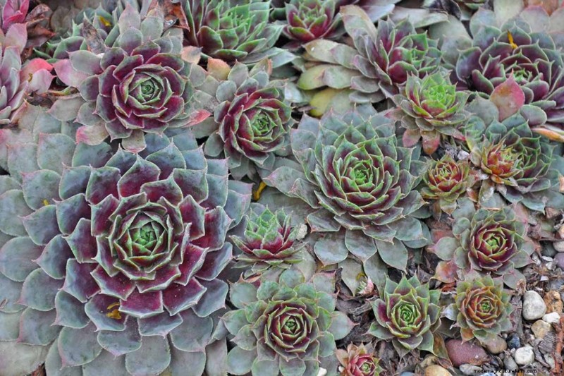 Sempervivum Care: A Beginner s Guide to Growing Hens and Chicks