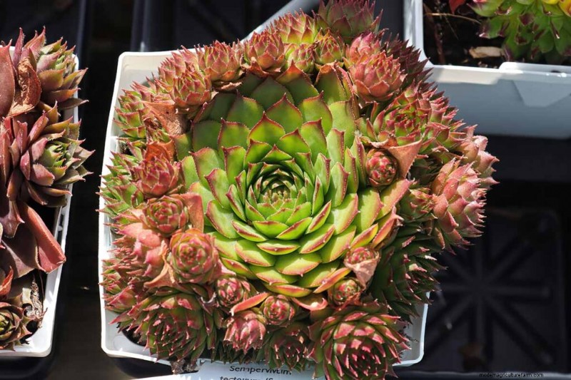 Sempervivum Care: A Beginner s Guide to Growing Hens and Chicks