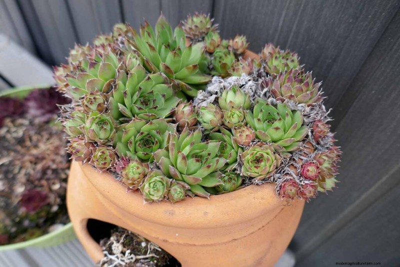 Sempervivum Care: A Beginner s Guide to Growing Hens and Chicks