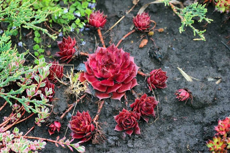 Sempervivum Care: A Beginner s Guide to Growing Hens and Chicks