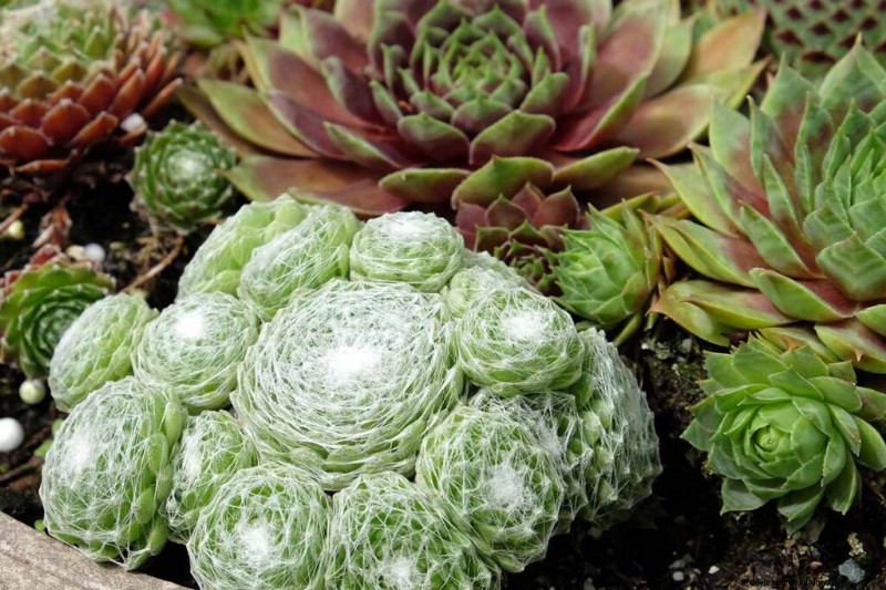 Sempervivum Care: A Beginner s Guide to Growing Hens and Chicks