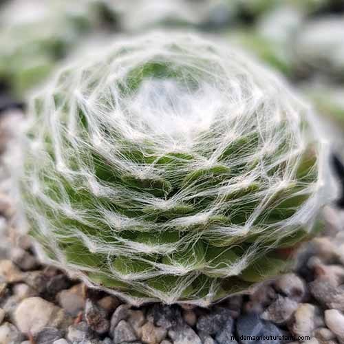 Sempervivum Care: A Beginner s Guide to Growing Hens and Chicks