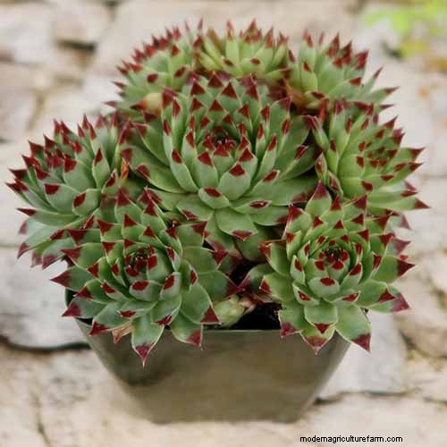 Sempervivum Care: A Beginner s Guide to Growing Hens and Chicks