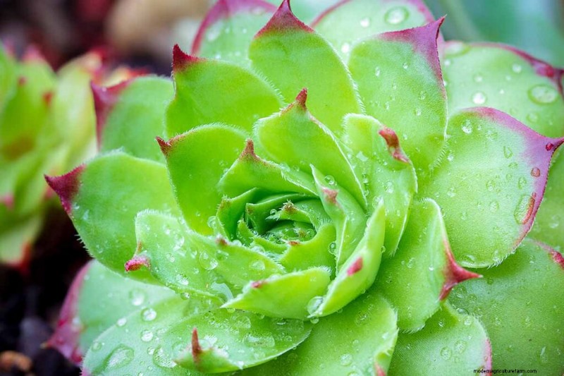 Sempervivum Care: A Beginner s Guide to Growing Hens and Chicks