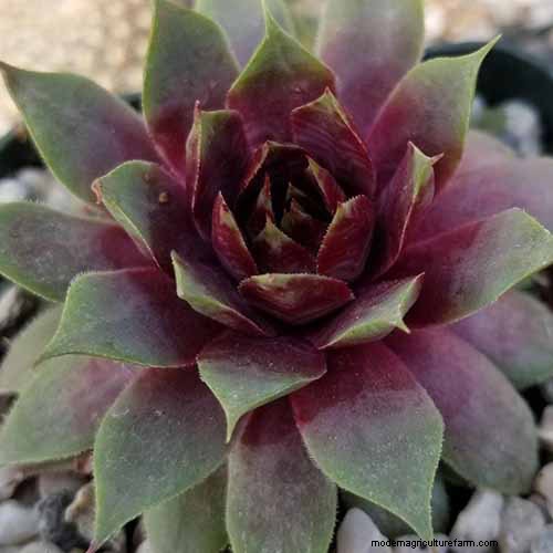 Sempervivum Care: A Beginner s Guide to Growing Hens and Chicks