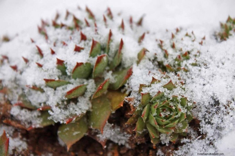 Sempervivum Care: A Beginner s Guide to Growing Hens and Chicks