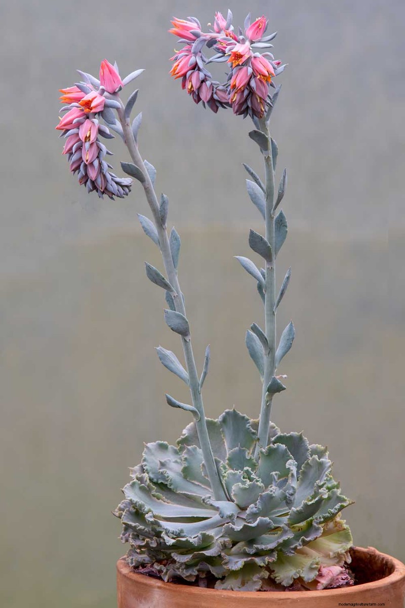 Sempervivum Care: A Beginner s Guide to Growing Hens and Chicks