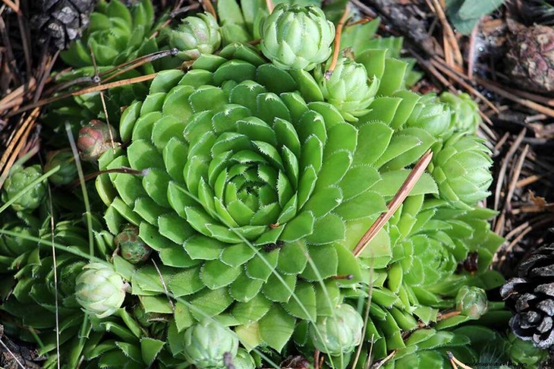 Sempervivum Care: A Beginner s Guide to Growing Hens and Chicks