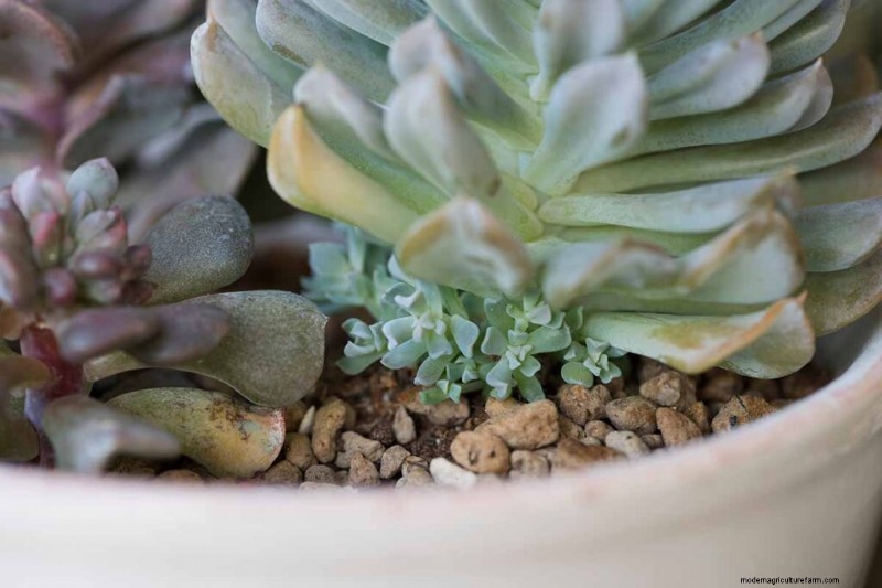 Sempervivum Care: A Beginner s Guide to Growing Hens and Chicks