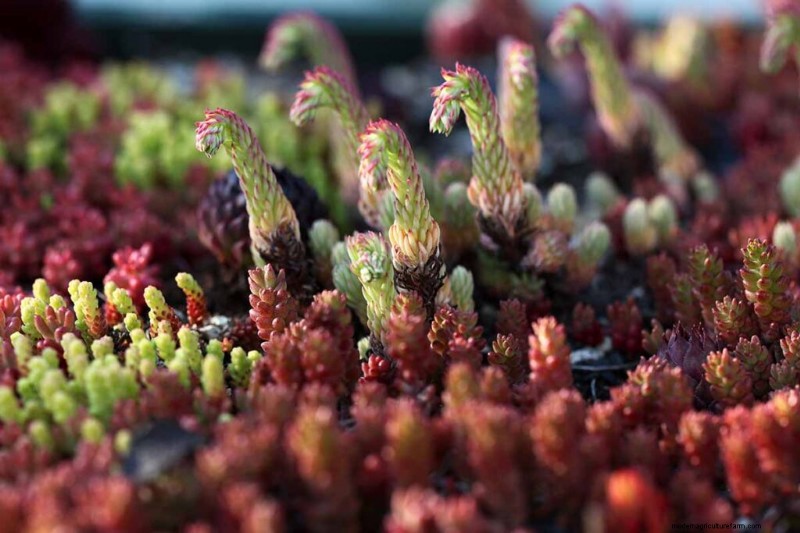 Sempervivum Care: A Beginner s Guide to Growing Hens and Chicks