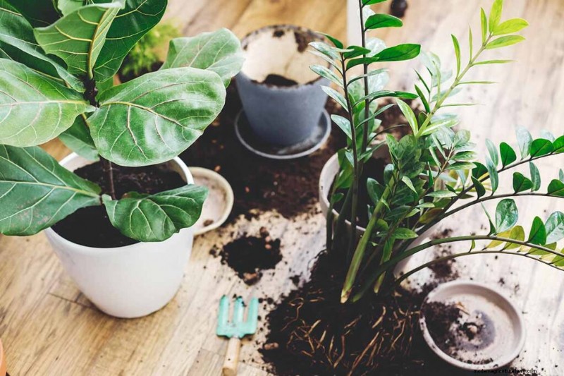 Choosing the Right Potting Soil & Containers for Healthy Houseplants