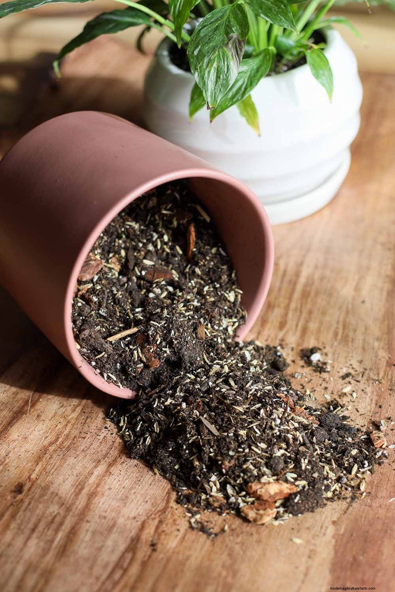 Choosing the Right Potting Soil & Containers for Healthy Houseplants