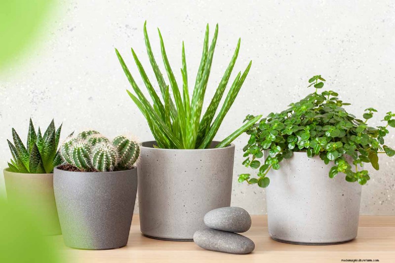 Choosing the Right Potting Soil & Containers for Healthy Houseplants