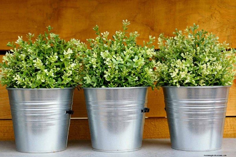 Choosing the Right Potting Soil & Containers for Healthy Houseplants