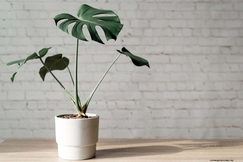 Choosing the Right Potting Soil & Containers for Healthy Houseplants