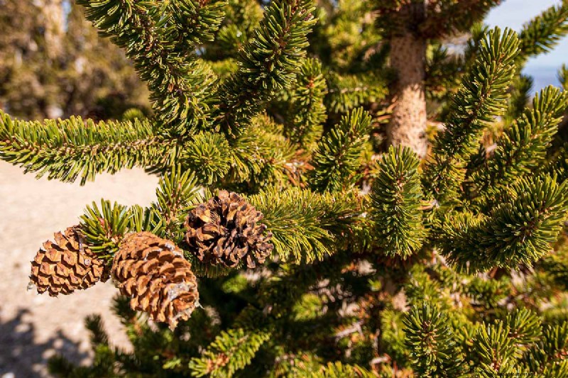 Growing Bristlecone Pines: A Guide to Longevity and Resilience