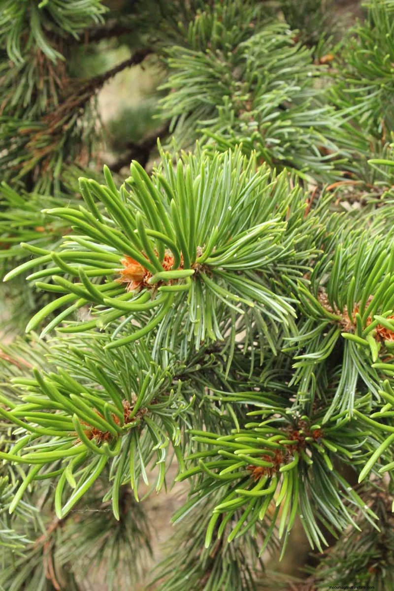 Growing Bristlecone Pines: A Guide to Longevity and Resilience