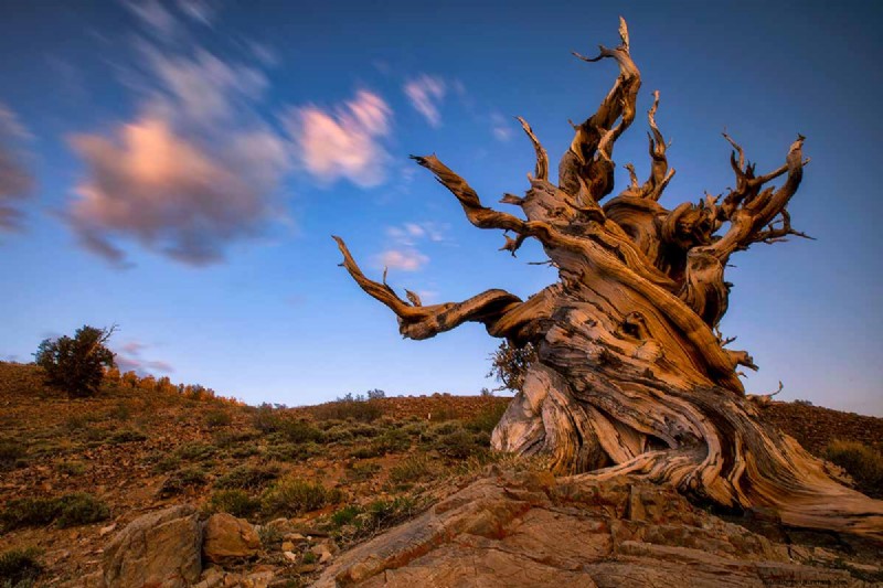 Growing Bristlecone Pines: A Guide to Longevity and Resilience