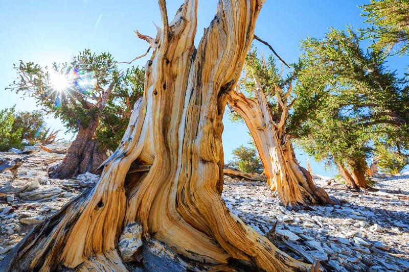 Growing Bristlecone Pines: A Guide to Longevity and Resilience