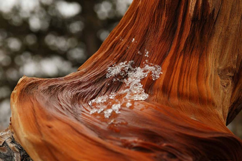 Growing Bristlecone Pines: A Guide to Longevity and Resilience