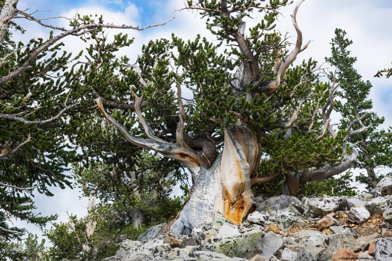 Growing Bristlecone Pines: A Guide to Longevity and Resilience