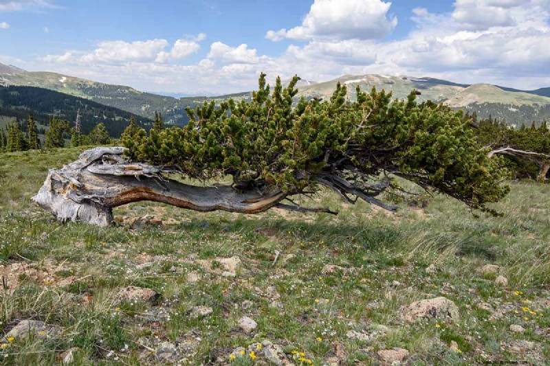 Growing Bristlecone Pines: A Guide to Longevity and Resilience