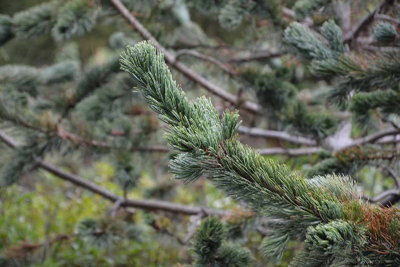 Growing Bristlecone Pines: A Guide to Longevity and Resilience