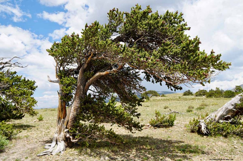 Growing Bristlecone Pines: A Guide to Longevity and Resilience