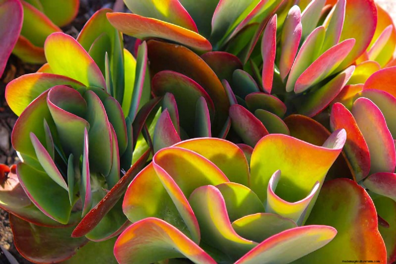 Flapjack Paddle Plant (Kalanchoe luciae): Care & Growing Guide