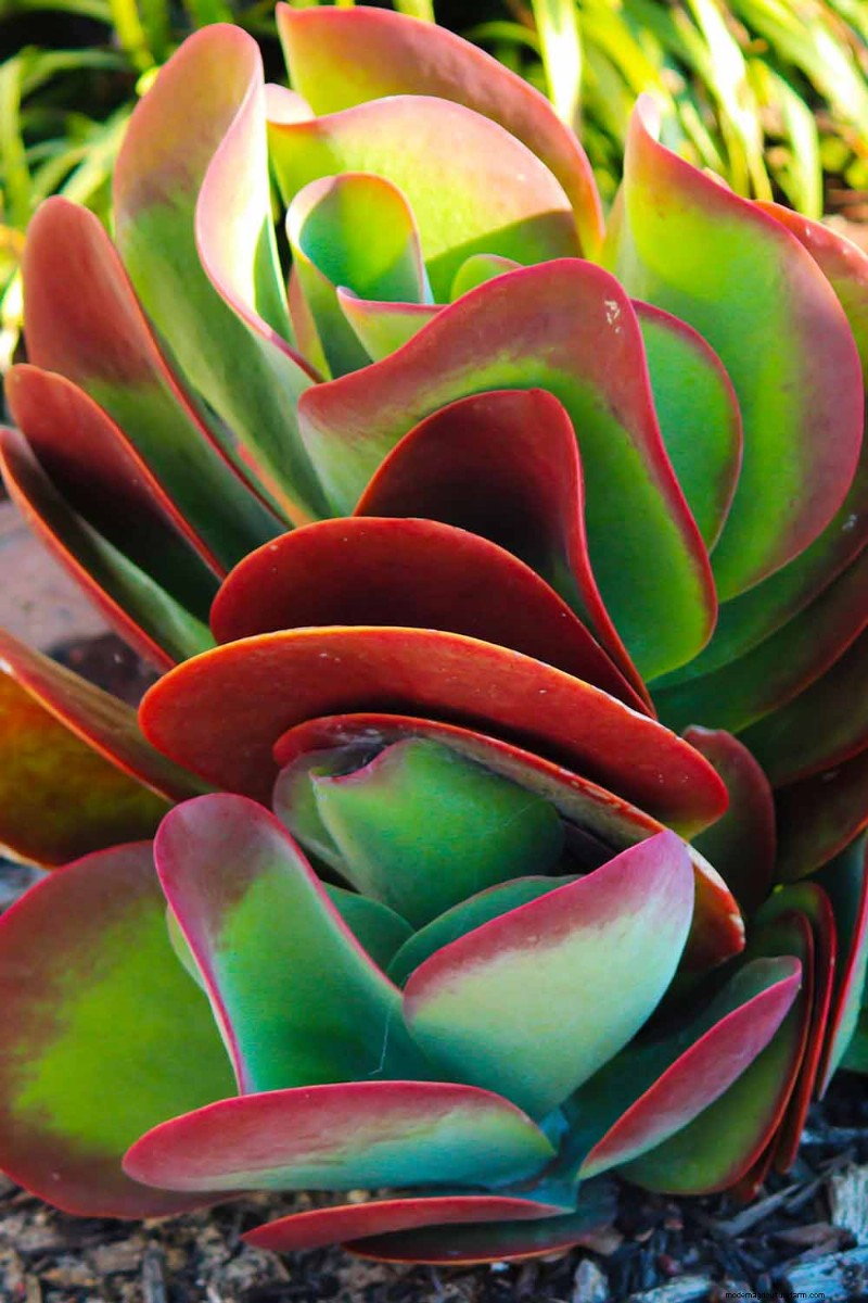 Flapjack Paddle Plant (Kalanchoe luciae): Care & Growing Guide