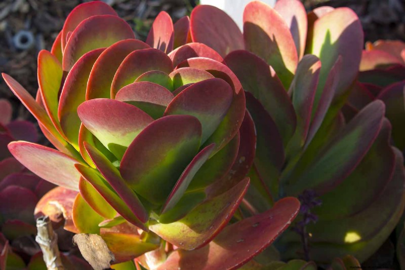 Flapjack Paddle Plant (Kalanchoe luciae): Care & Growing Guide