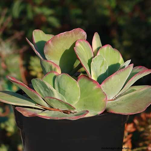 Flapjack Paddle Plant (Kalanchoe luciae): Care & Growing Guide