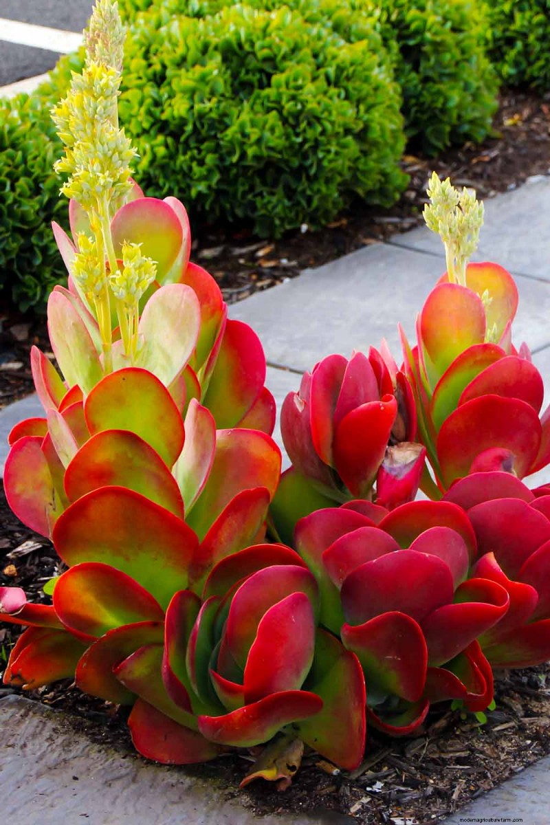 Flapjack Paddle Plant (Kalanchoe luciae): Care & Growing Guide