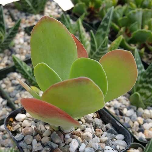 Flapjack Paddle Plant (Kalanchoe luciae): Care & Growing Guide