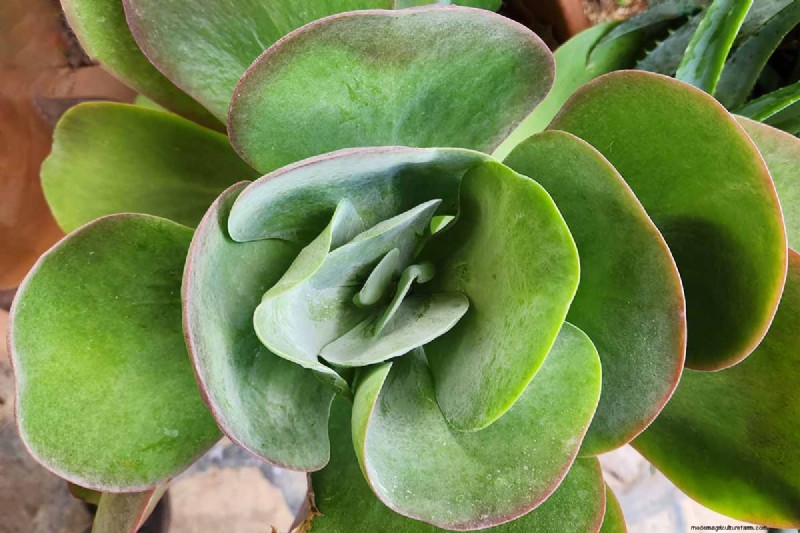 Flapjack Paddle Plant (Kalanchoe luciae): Care & Growing Guide