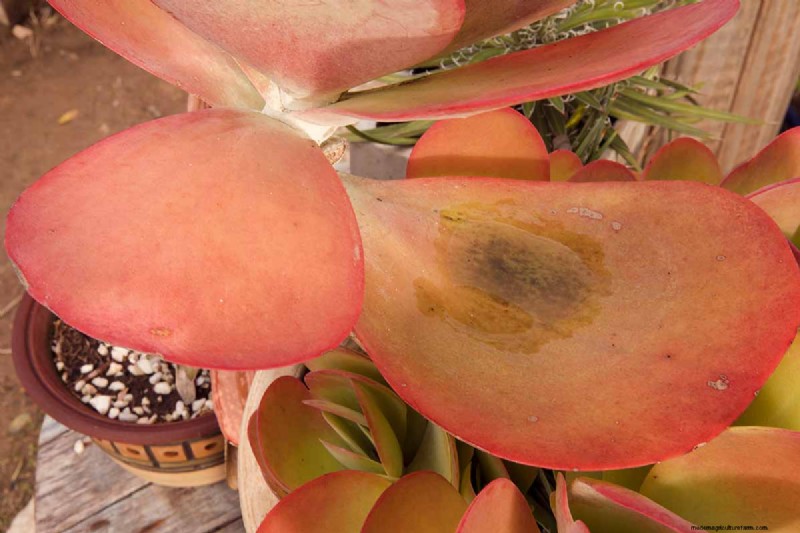 Flapjack Paddle Plant (Kalanchoe luciae): Care & Growing Guide