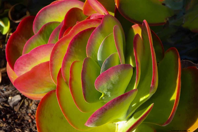 Flapjack Paddle Plant (Kalanchoe luciae): Care & Growing Guide