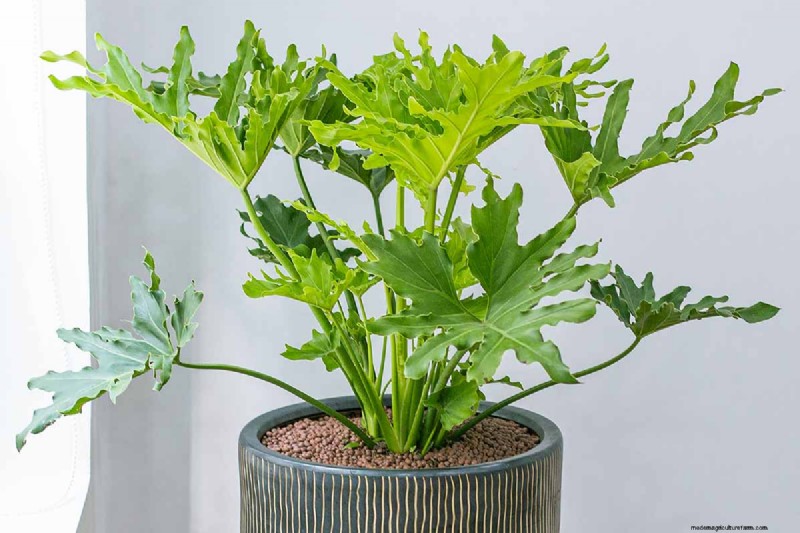 Grow a Stunning Split Leaf Philodendron: A Complete Guide