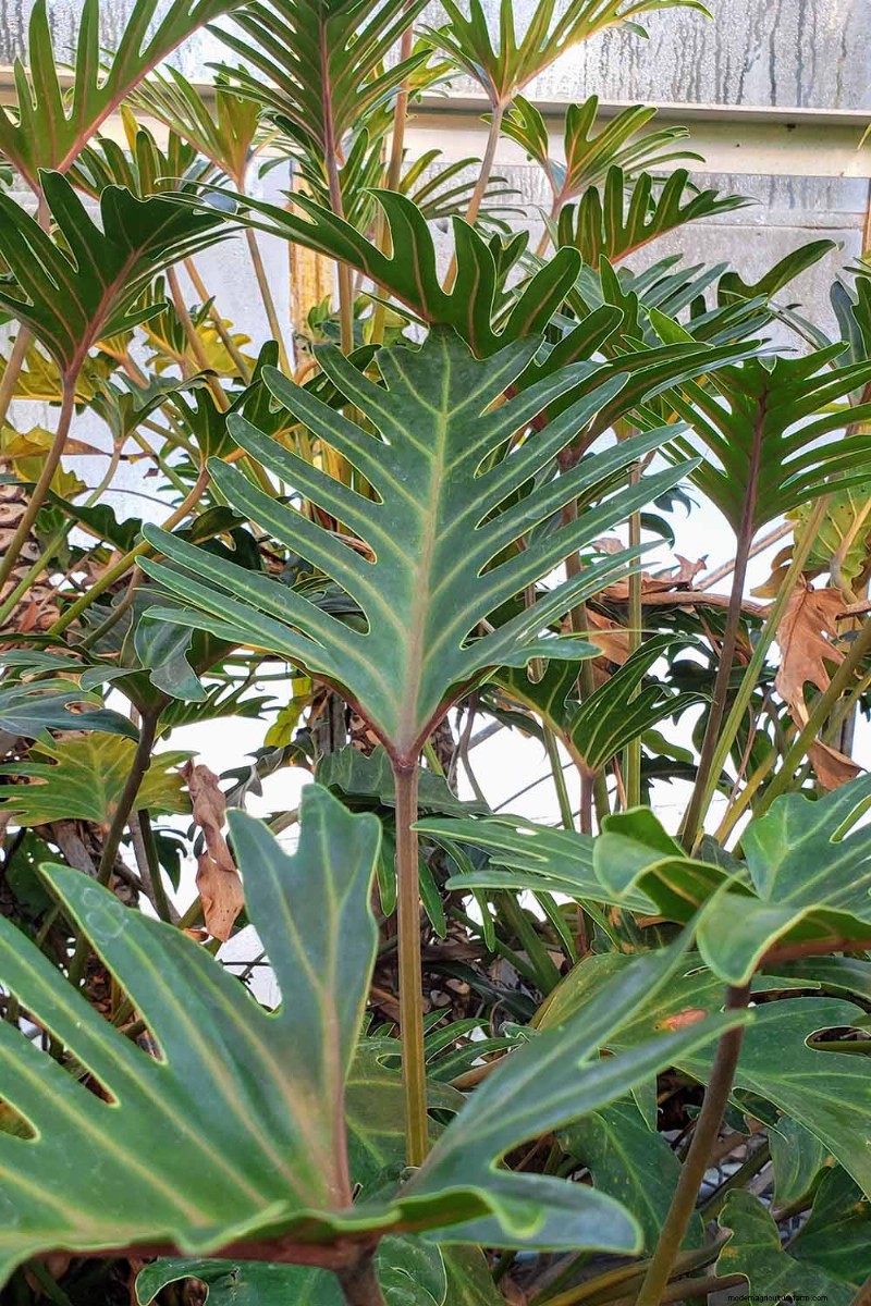 Grow a Stunning Split Leaf Philodendron: A Complete Guide