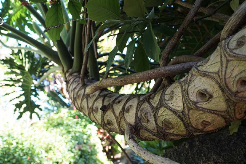 Grow a Stunning Split Leaf Philodendron: A Complete Guide